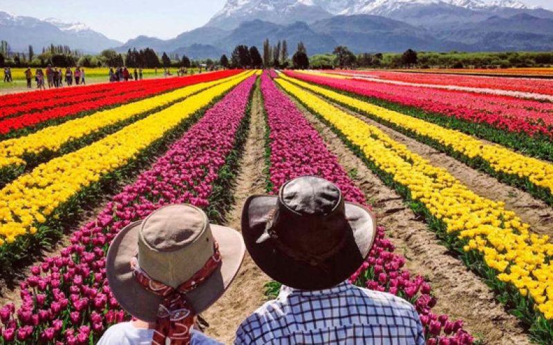 El Bolsón, Tulipanes en Trevelin y Más