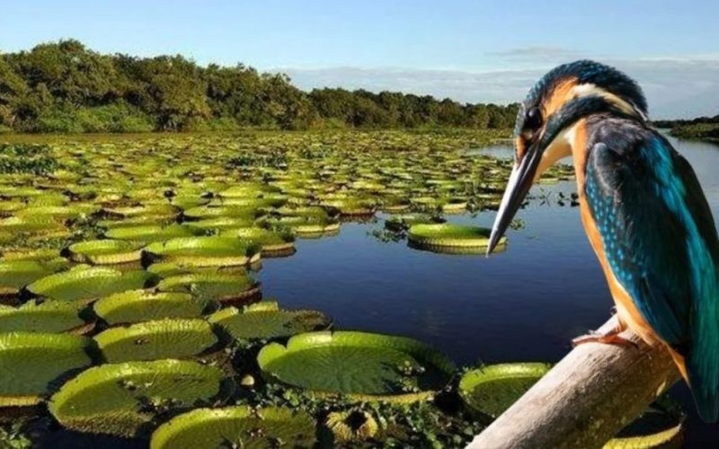 Paquete a Esteros del Iberá