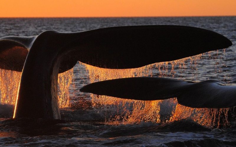 Ballenas y Tulipanes