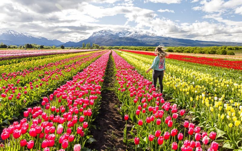 Tulipanes, Trevelin y Puerto Madryn - Salida Grupal