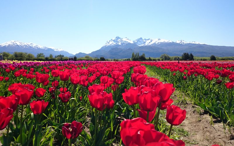 Tulipanes Patagónicos