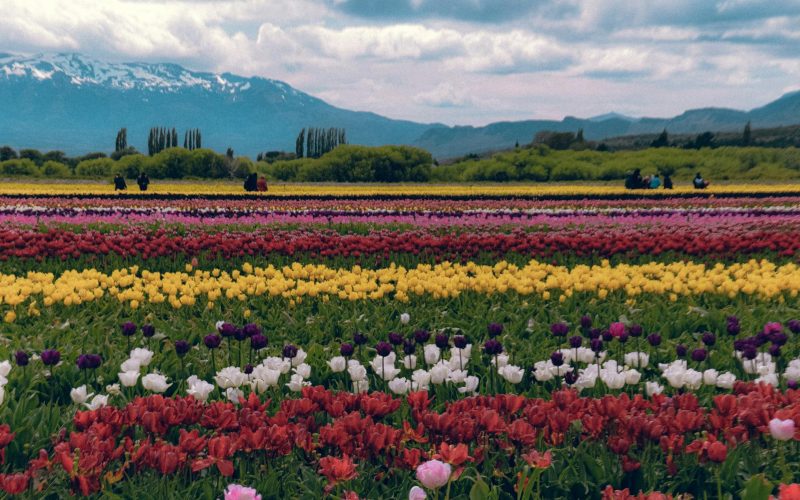 Campo de Tulipanes y Bariloche