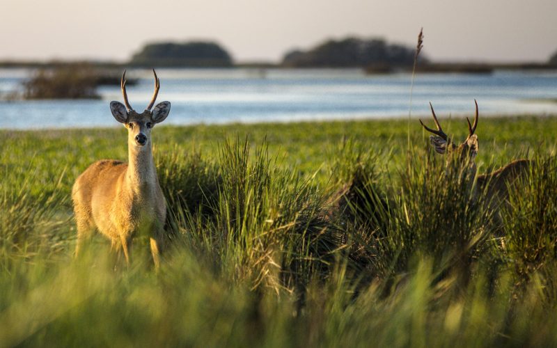 Programa Sapucay del Iberá