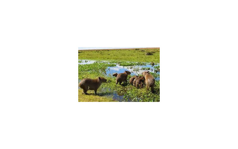 Programa Sapucay del Iberá
