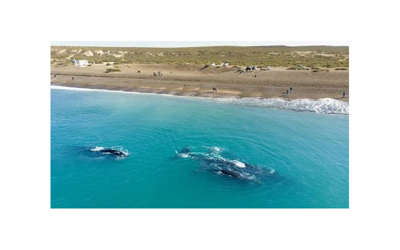 Puerto Madryn y Ushuaia