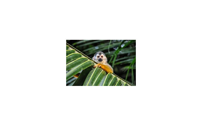 Costa Rica - Pura Vida