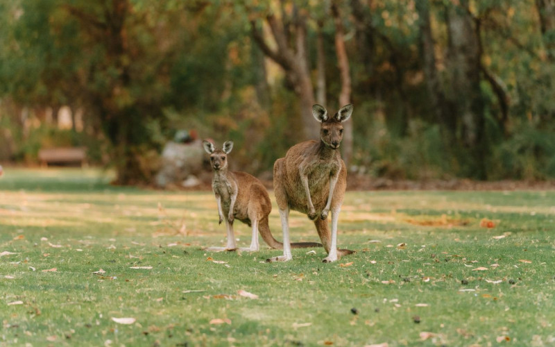 Nueva Zelanda y Australia