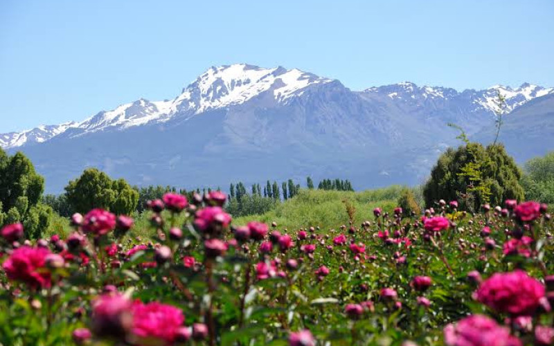 Patagonia Austral con Peonías