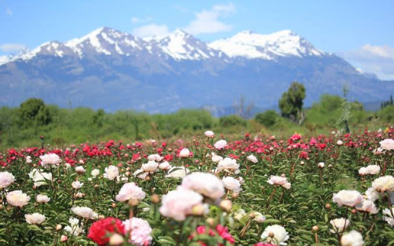 Patagonia Austral con Peonías