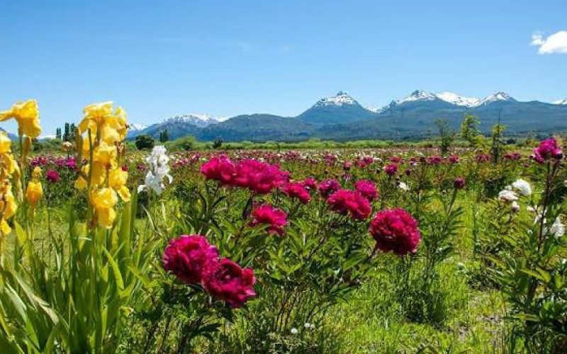 Patagonia Austral con Peonías