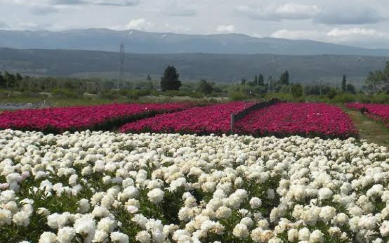 Patagonia Austral con Peonías